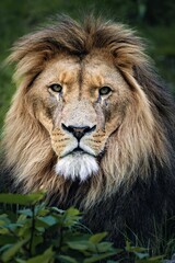 Obraz premium Vertical portrait of a lion resting in tall grass, showcasing its natural habitat and regal presence