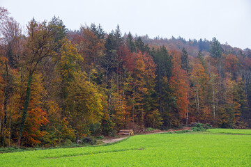 Fototapeta premium Landscape forest in the autumn