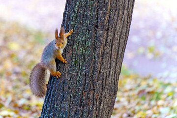 Fototapeta premium vibrant red squirrel clings to a tree trunk, illuminated by the warm glow of a golden sunset. The vivid contrast between the squirrel and the background evokes a serene, magical atmosphere