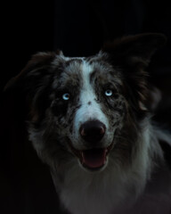 Fototapeta premium Beau chien sombre