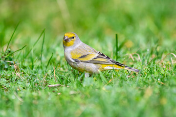 Venturone alpino