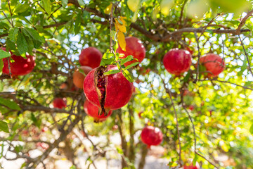 Obraz premium Ripe red pomegranates in the garden on a tree. Harvest concept.