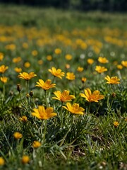 Obraz premium Vibrant yellow flowers blooming in a green meadow.