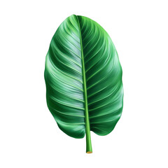 Tropical green leaf isolated on white or transparent background