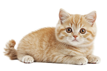 Obraz premium Adorable Orange Kitten - Cute Pet Cat Portrait