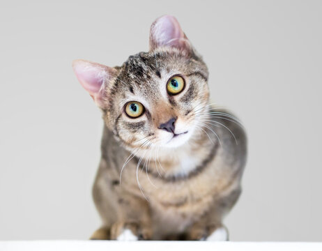 A tabby shorthair cat crouching and looking with a head tilt