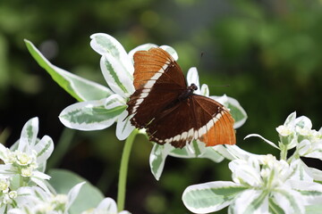 close-up orange, ochre, dark brown, white butterfly on green leaves with white edging