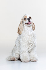 American Cocker Spaniel puppy on a uniform background