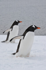 Obraz premium Two gentoo penguins waddle in the snow of Antarctica