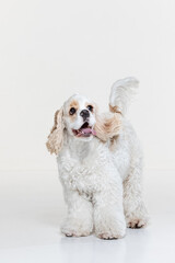 American Cocker Spaniel puppy on a uniform background