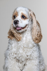 American Cocker Spaniel puppy on a uniform background