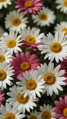 Fototapeta premium Bright floral backdrop of daisies in spring.