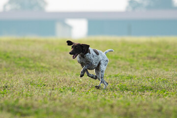 Hound hunting