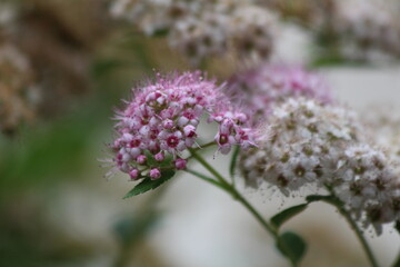 Obraz premium Flower