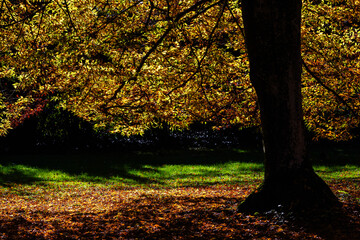 shiny foliage unter a tree in autumn