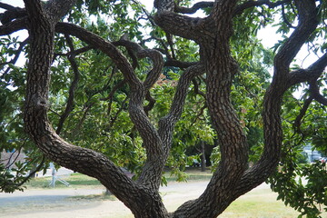 Obraz premium The persimmon is the edible fruit of a number of species of trees in the genus Diospyros. The most widely cultivated of these is the kaki persimmon, Diospyros kaki, family Ebenaceae. Fruit on a branch