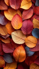 Obraz premium A Close-Up View of Vibrant Autumn Leaves