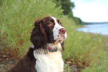 Beautiful Dog Appears To Be Deep In Thought By The Lakeshore