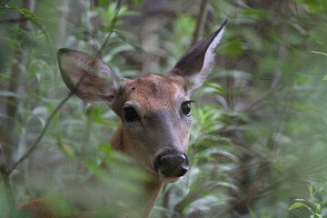 Beautiful Closeup Portrait of a White Tail Deer With Soulful Eyes