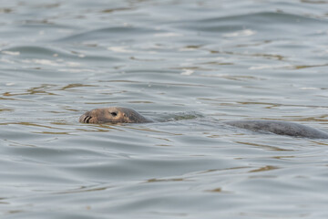 Grey seal (Halichoerus grypus) surfacing before diving again.