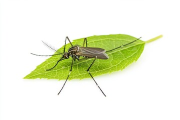 Mosquito Perched on a Green Leaf