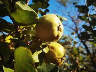Quince Fruit. Ripe quince on the branch