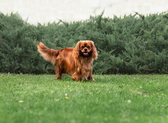 Young cute cavalier king charles spaniel walking on green grass at summer