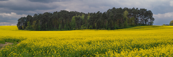 panorama yellow rapeseed field with rain clouds in Poland