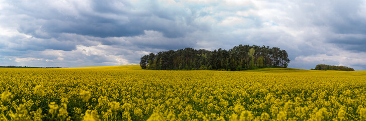 Obraz premium panorama yellow rapeseed field with rain clouds in Poland