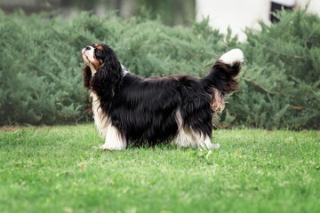 Young cute cavalier king charles spaniel standing on green grass at summer