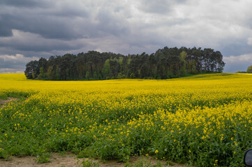 Obraz premium yellow rapeseed field with rain clouds in Poland