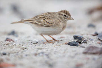 Greater short toed lark (Calandrella brachydactyla)