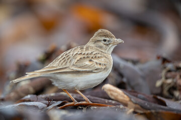 Greater short toed lark (Calandrella brachydactyla)