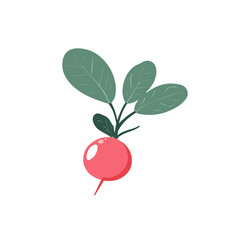 Simple flat 2D icon radish isolated on transparent background, vector, flat design, animation design, vector, flat design, animation design, simple flat 2D icon, minimalist design, clipart