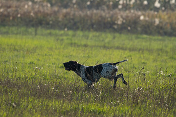Hound hunting