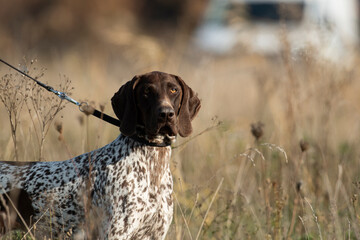 Hound hunting