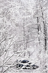 Vehicle stranded in a quiet yard amid heavy snow and trees after a snowstorm – a serene, desolate winter landscape