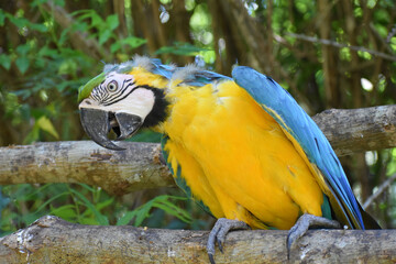 Blue and Yellow Macaw (Ara ararauna) parrot molting with curious expression perched at Aviario Nacional de Colombia in Cartagena