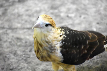 Yellow-headed caracara (Daptrius chimachima) with curious expression at Aviario Nacional de Colombia in Cartagena