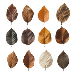 Autumn Collection of Dried Leaves Collection
