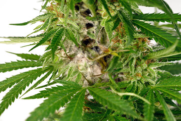 white mold on the cannabis plant isolated on white background, moldy marijuana flower due to poor...