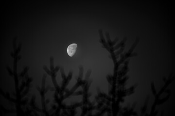 full moon in the night