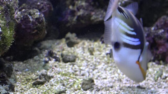 Blackbar lagoon triggerfish (Rhinecanthus aculeatus) or Picassofish