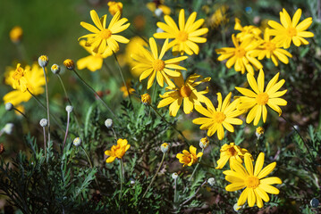 Yellow chamomile flower in the garden.