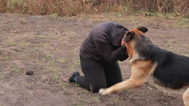 Beautiful black and red male German Shepherd in nature. Training of large breed dogs. A male German shepherd bites a man.