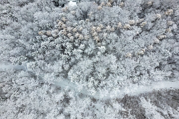 A snowy forest with trees covered in snow. The trees are bare and the snow is deep. The sky is clear and the sun is shining. Top view.