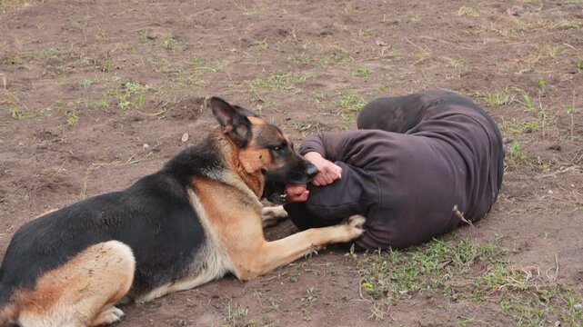 Beautiful black and red male German Shepherd in nature. Training of large breed dogs. A male German shepherd bites a man.