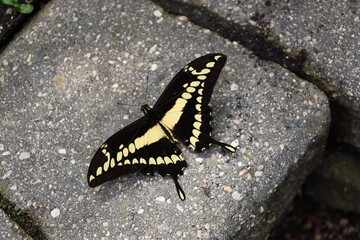 close-up black and light yellow butterfly resting on a paving stone