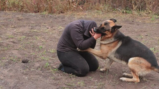 Beautiful black and red male German Shepherd in nature. Training of large breed dogs. A male German shepherd bites a man.