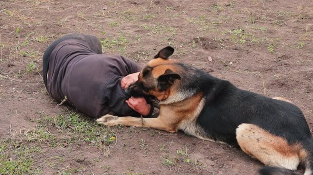 tongue, jaw, german shepherd, dog breed, herding, guard, intelligent, loyalty, devotion, trainability, protector, police rescue, training, active, muscular, long coat, german shepherd dog, aggression,